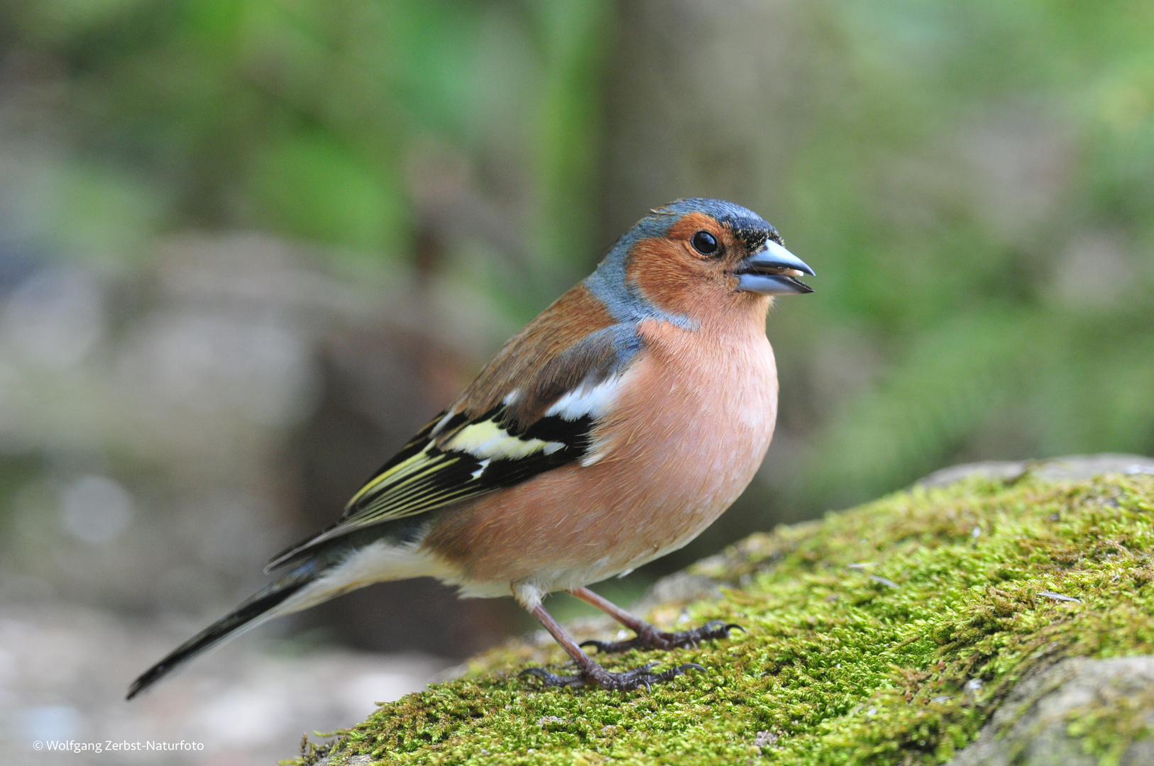 --- Buchfink 2 männl. ---  ( Fringilla coelebs )