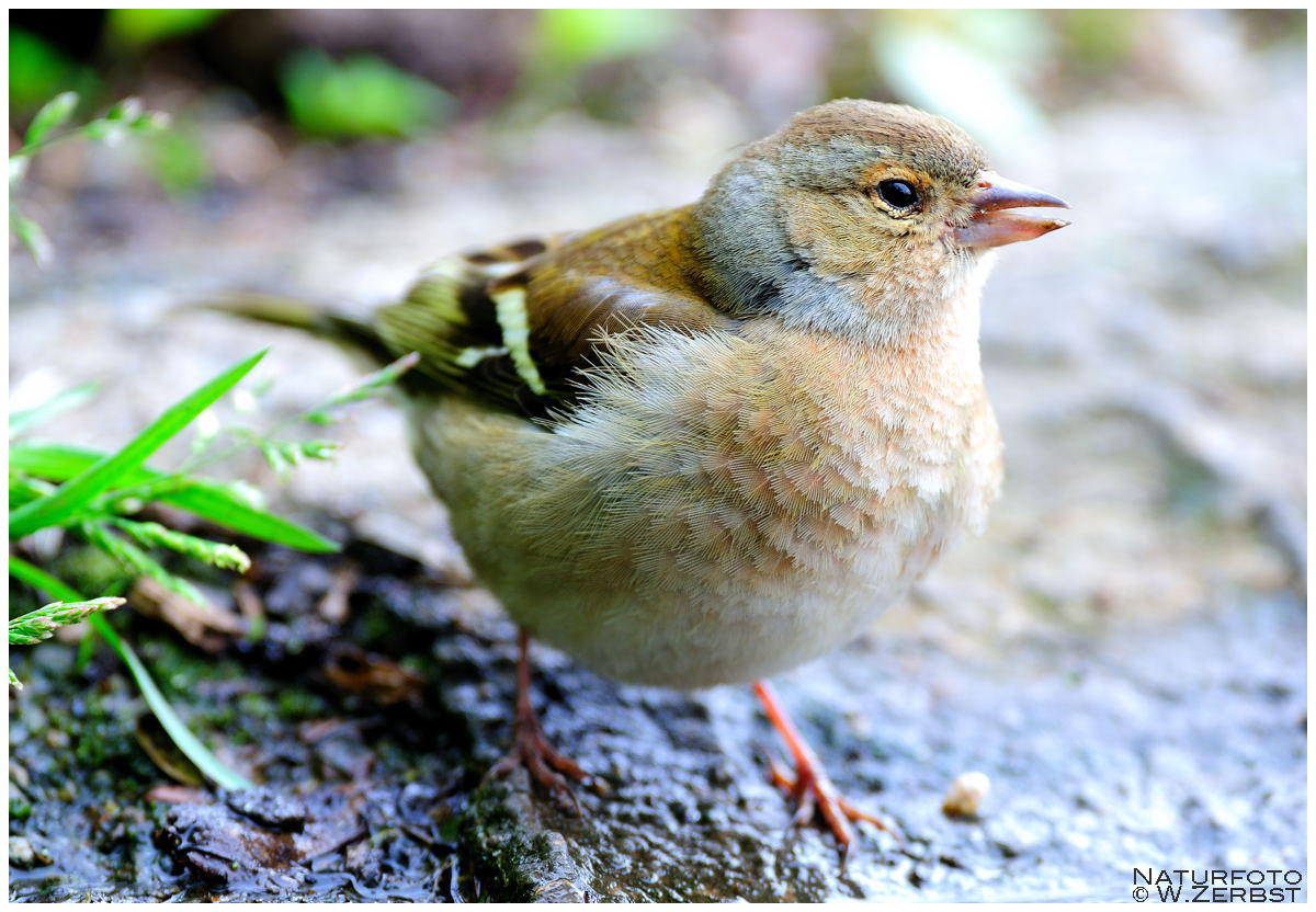 * Buchfink 2 weiblich * ( Fringilla coelebs )