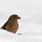 Buchfink 2/10 - Im Schnee versunken