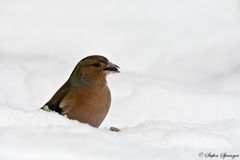 Buchfink 2/10 - Im Schnee versunken