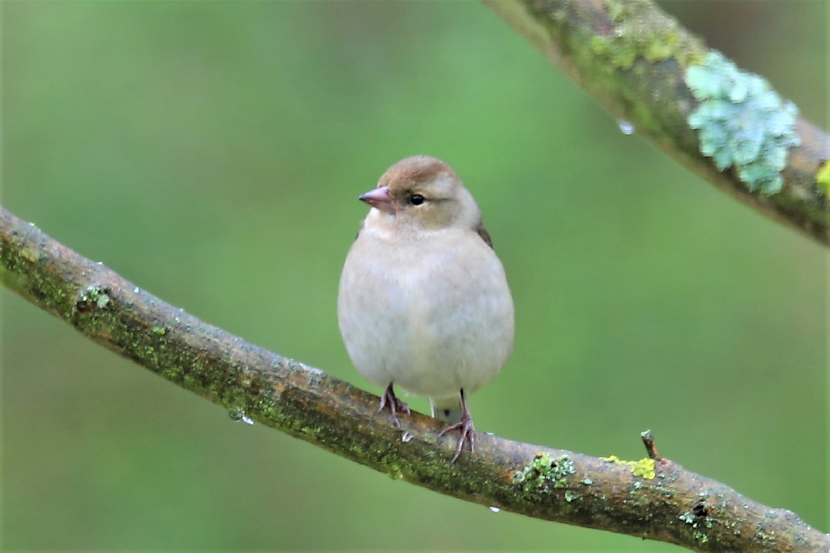 Buchfink Foto & Bild fotos, natur, landschaft Bilder auf