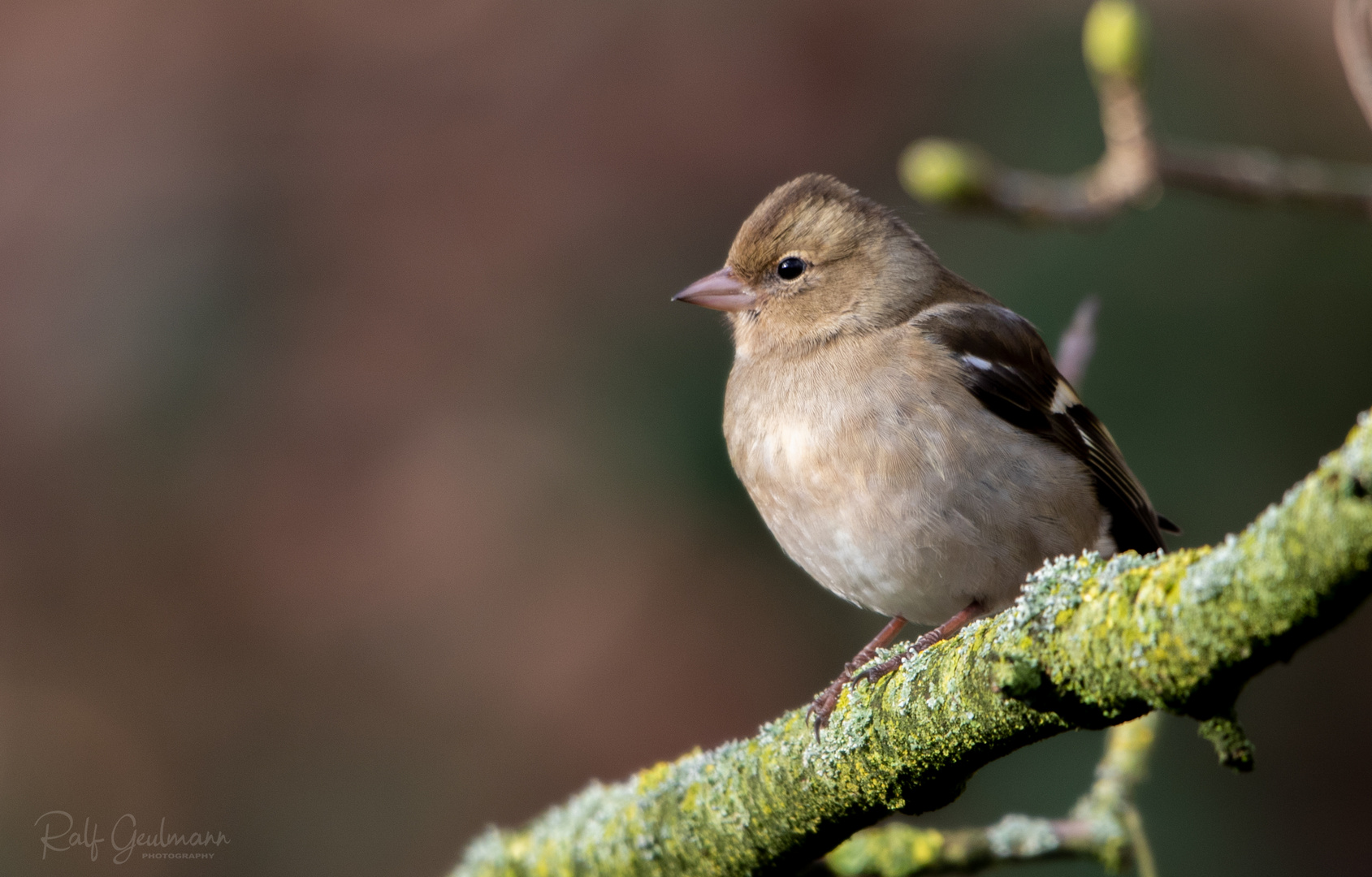 Buchfink Foto & Bild | tiere, wildlife, wild lebende vögel Bilder auf ...