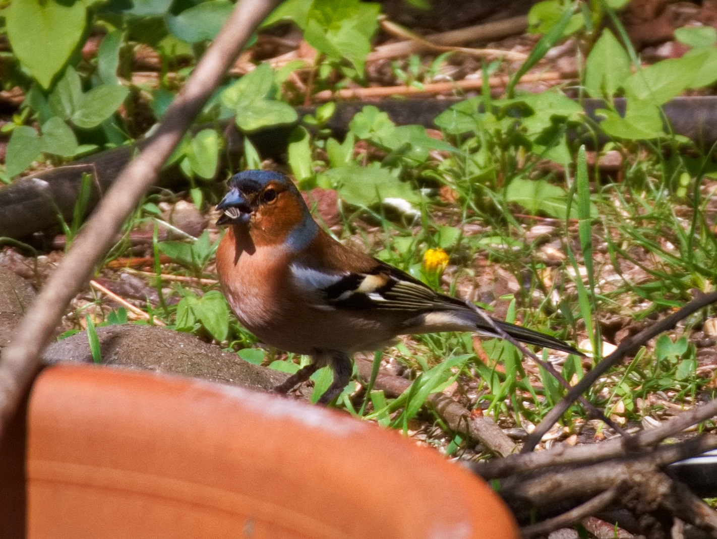 Buchfink Foto & Bild | tiere, wildlife, wild lebende vögel Bilder auf ...