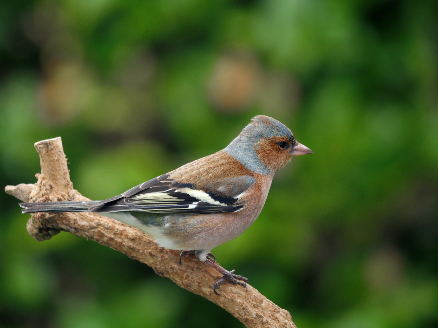 Buchfink Foto & Bild natur, vögel, wildlife Bilder auf