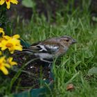 Buchfink am Blumenbeet