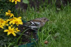 Buchfink am Blumenbeet