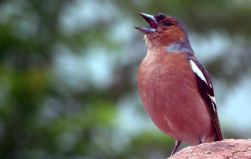 Buchfink am singen