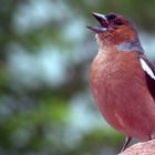 Buchfink am singen