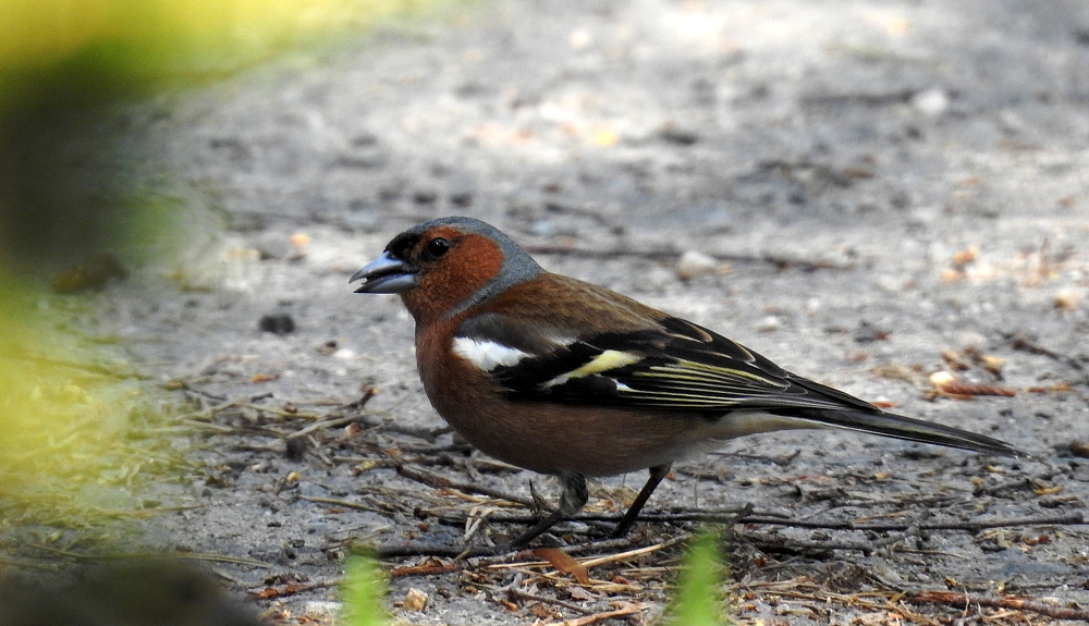 Buchfink am Waldweg