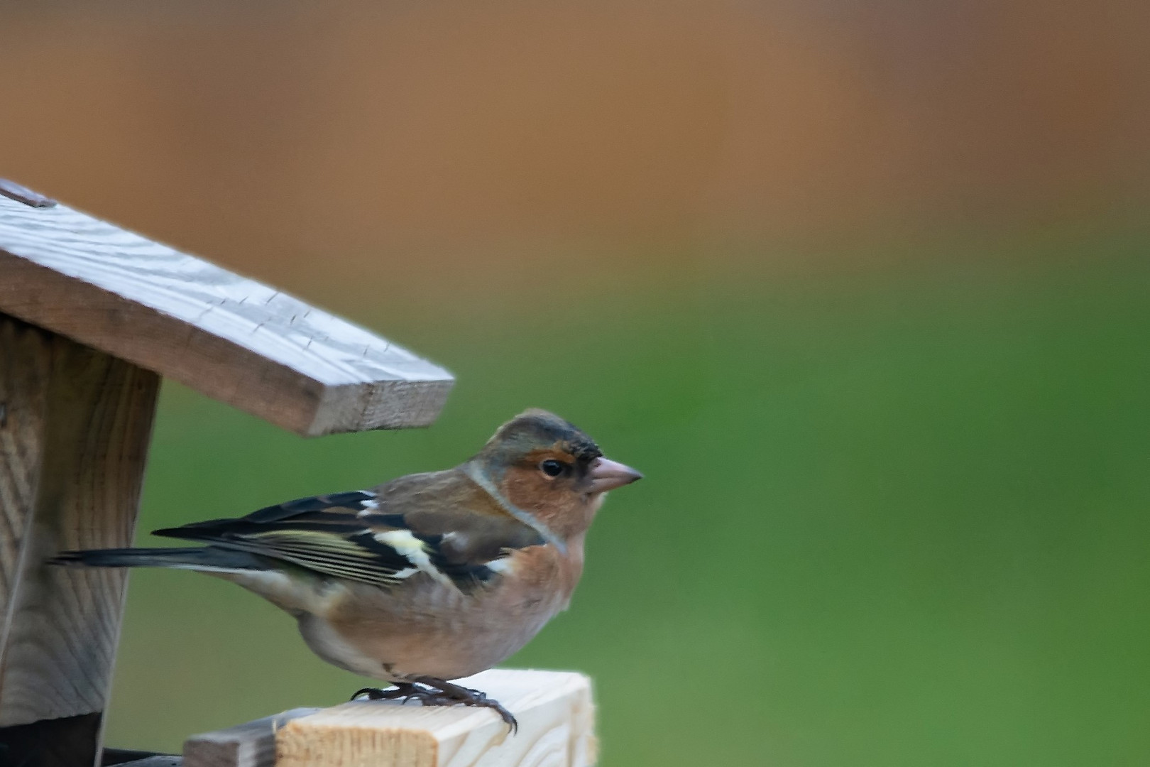 Buchfink an der Futterstelle