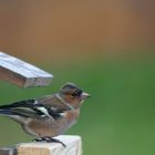 Buchfink an der Futterstelle