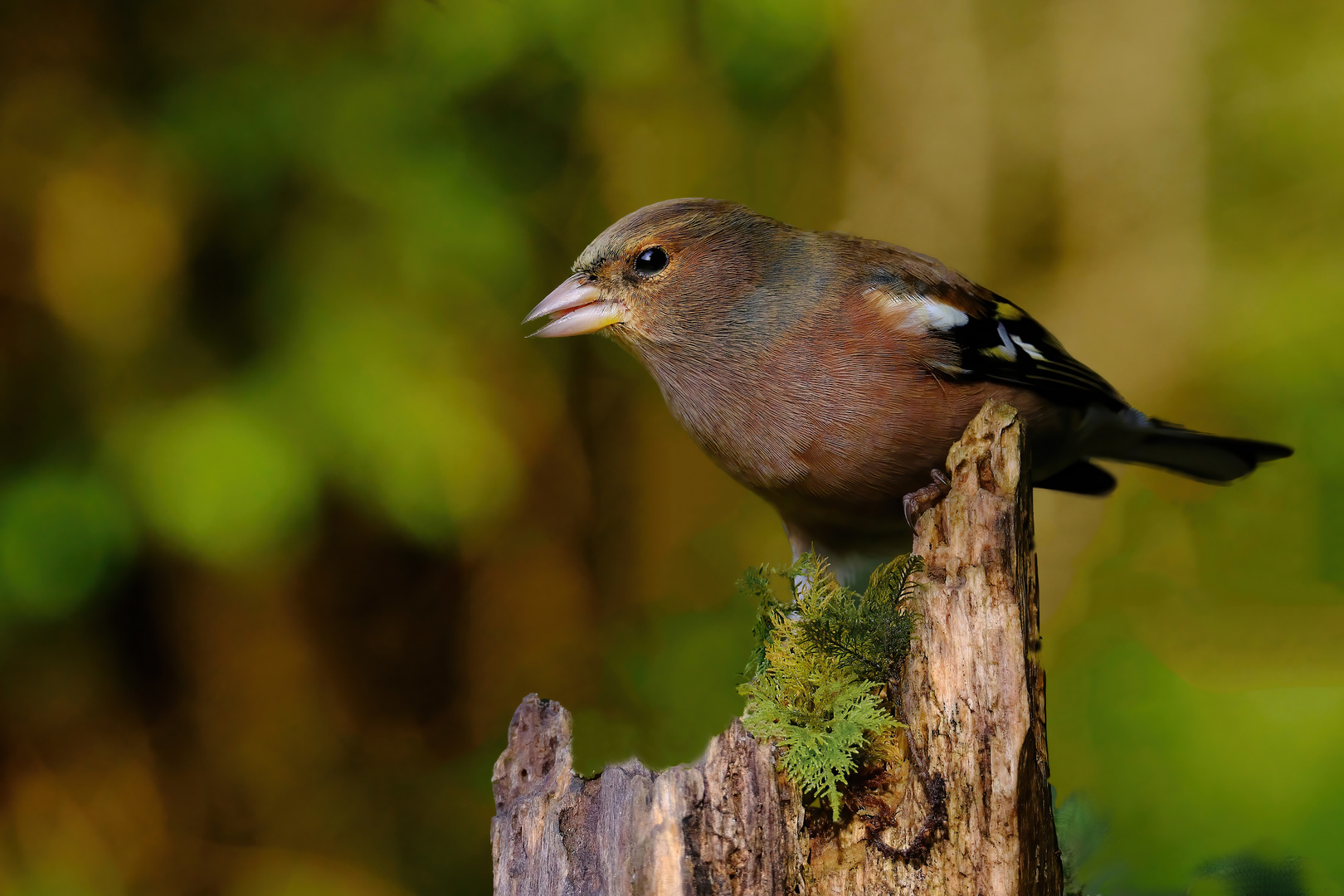 Buchfink an der Waldfutterstelle