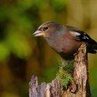 Buchfink an der Waldfutterstelle