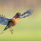 Buchfink-Anflug