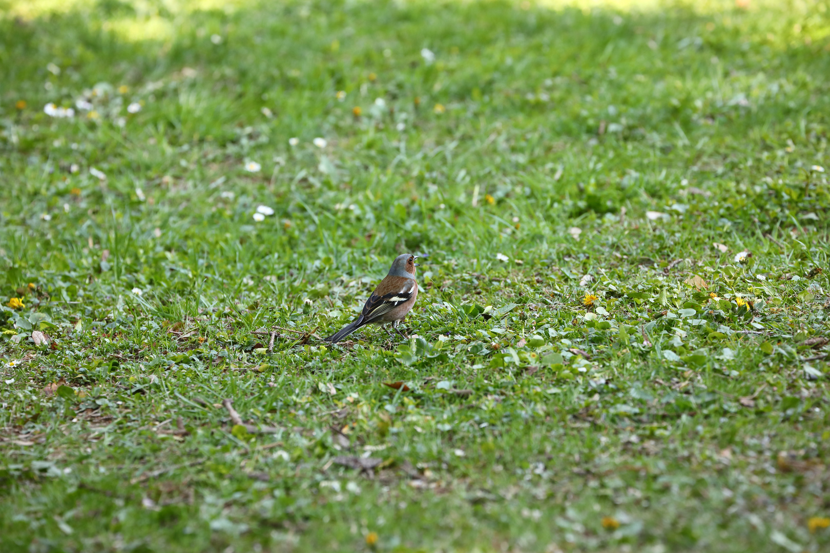 Buchfink auf der Wiese