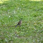 Buchfink auf der Wiese