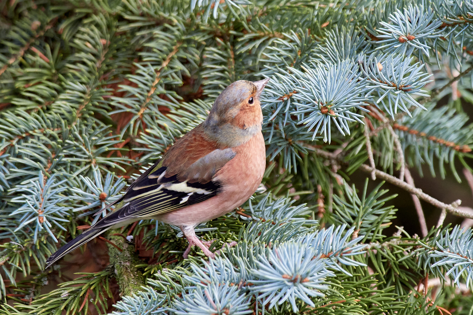 Buchfink auf Futtersuche