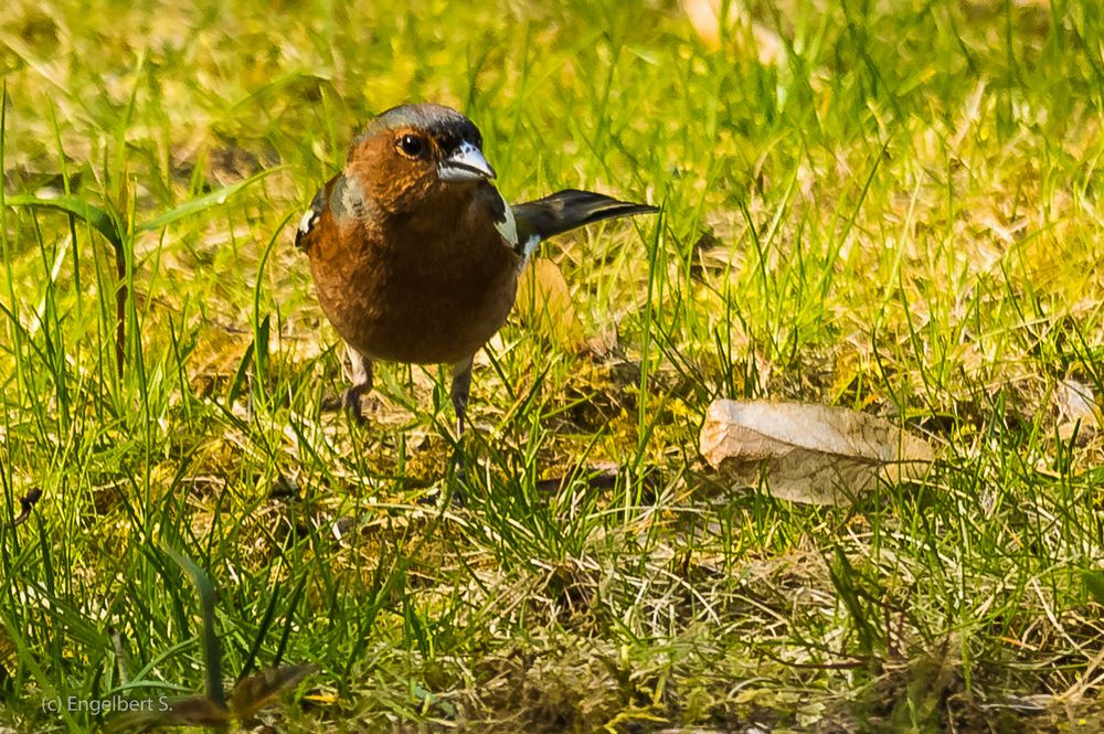 Buchfink auf Futtersuche