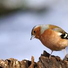 Buchfink auf Futtersuche