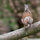 Buchfink auf Futtersuche