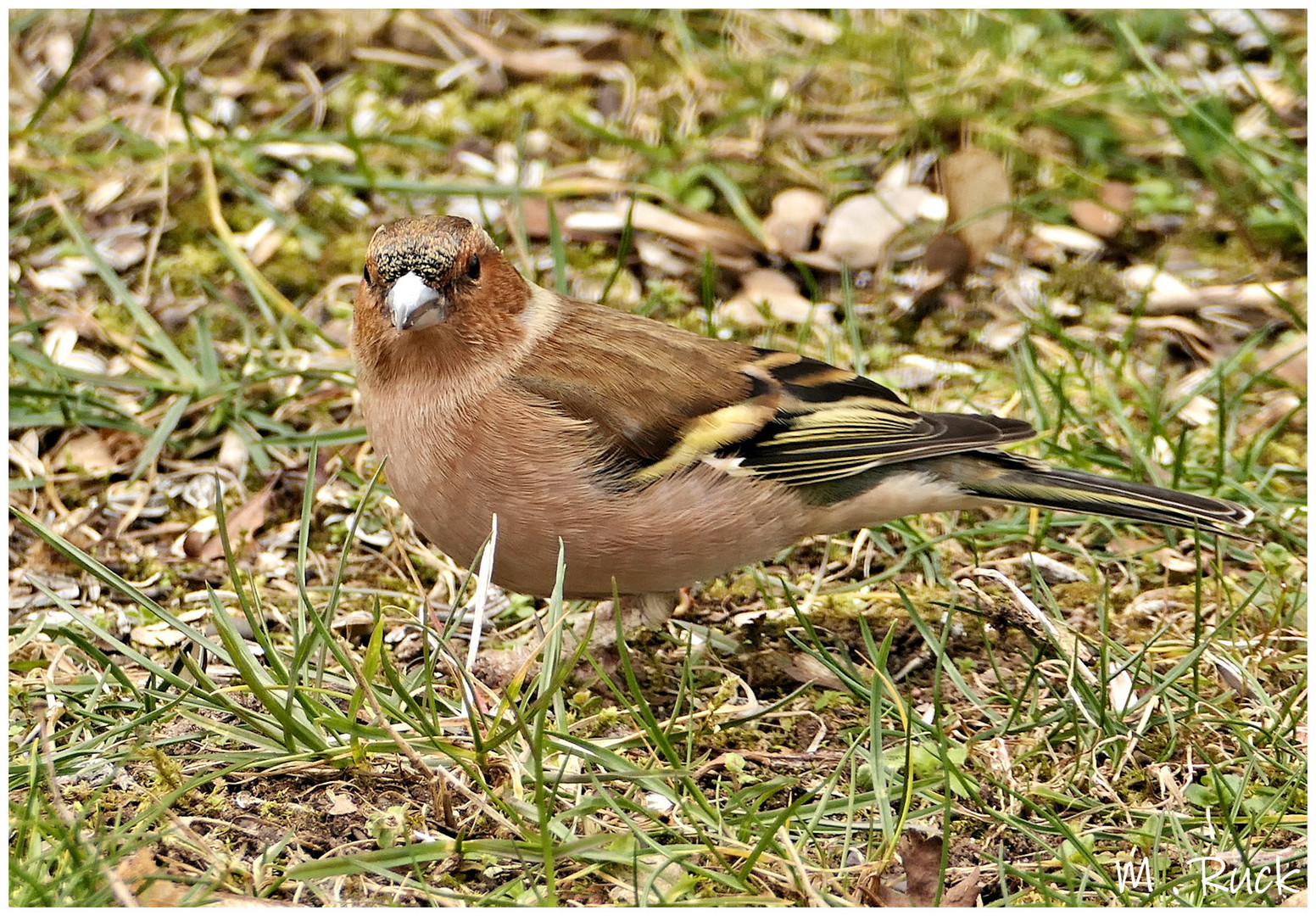 Buchfink auf Futtersuche im Garten 