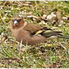 Buchfink auf Futtersuche im Garten 