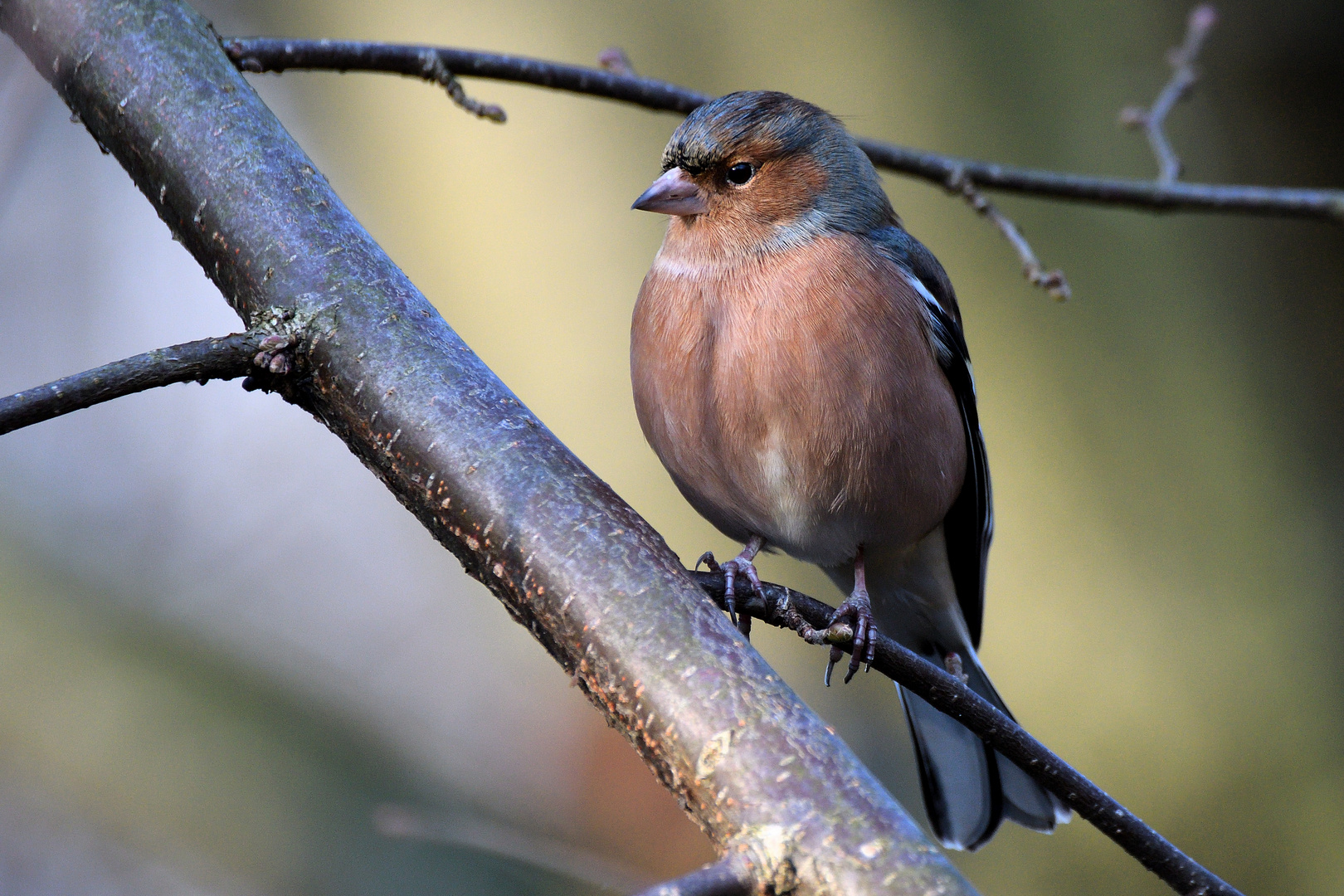 Buchfink Foto & Bild | vögel wildlife, natur, tiere Bilder auf ...