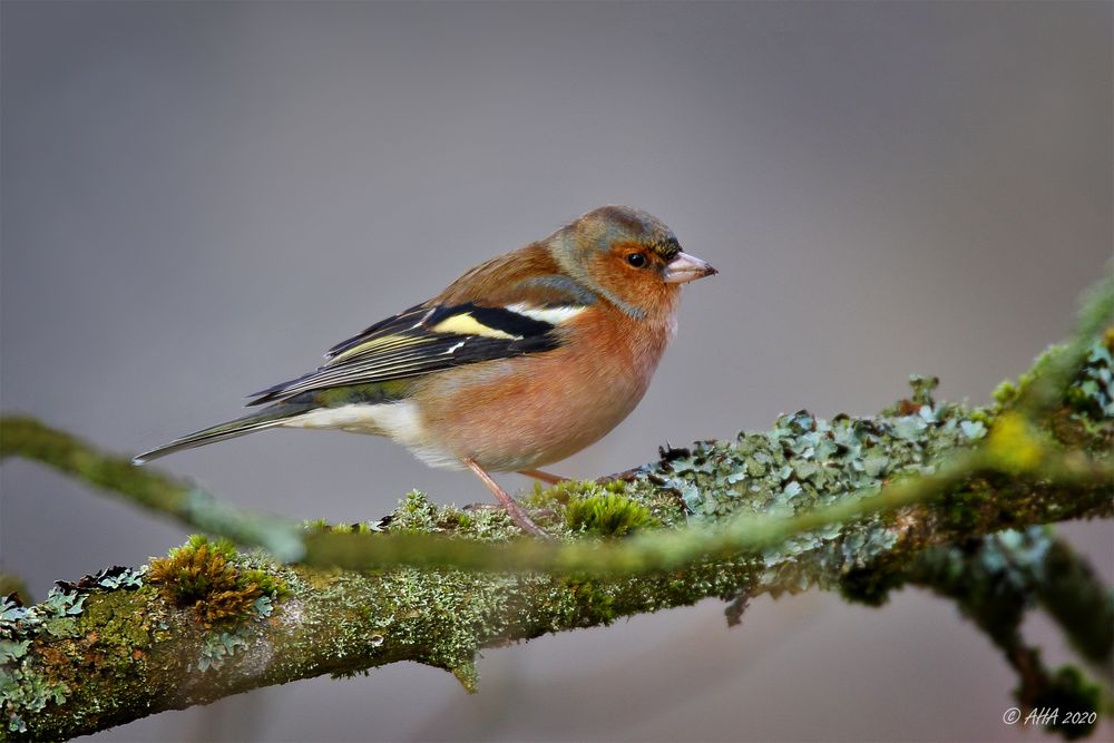Buchfink Foto & Bild | tiere, wildlife, wild lebende vögel Bilder auf ...