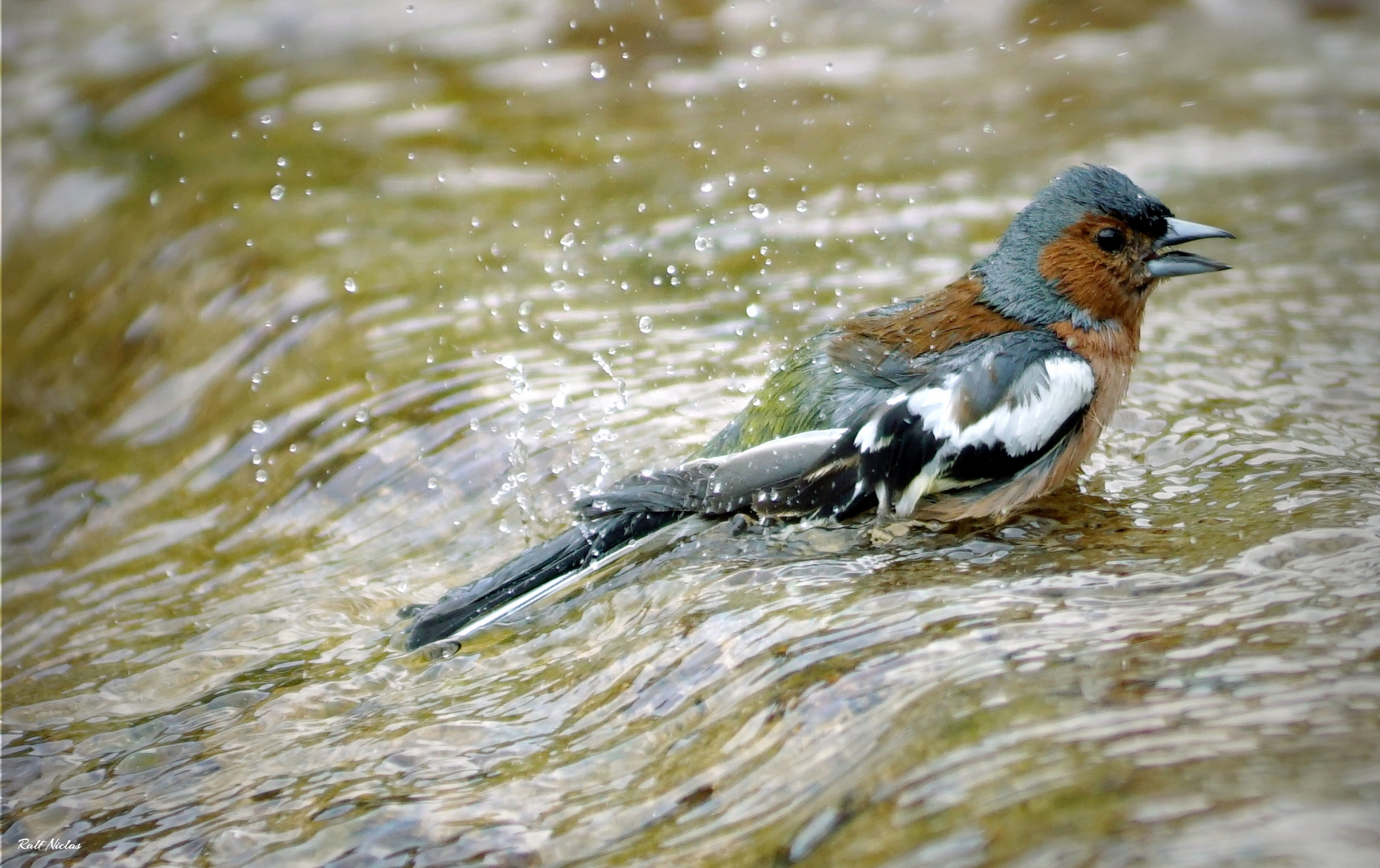 Buchfink beim baden