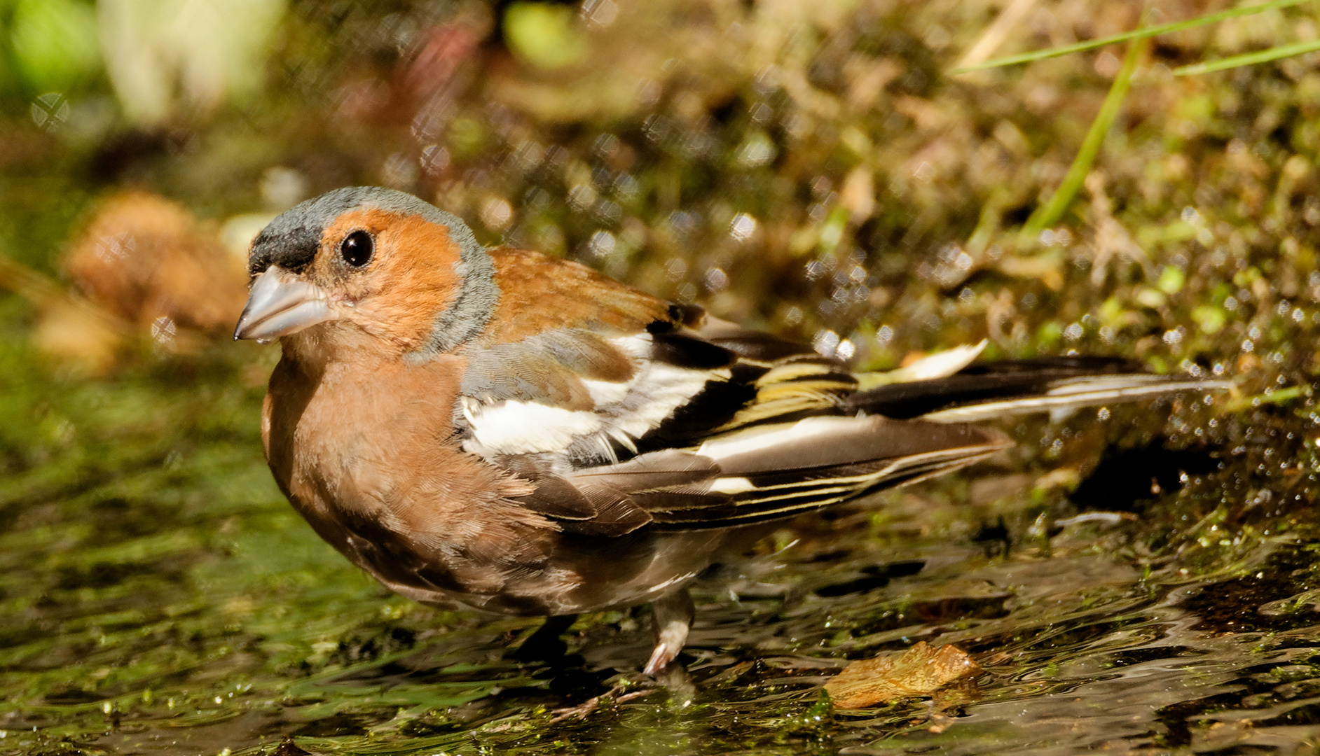 Buchfink beim Baden und Trinken