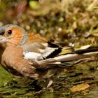 Buchfink beim Baden und Trinken