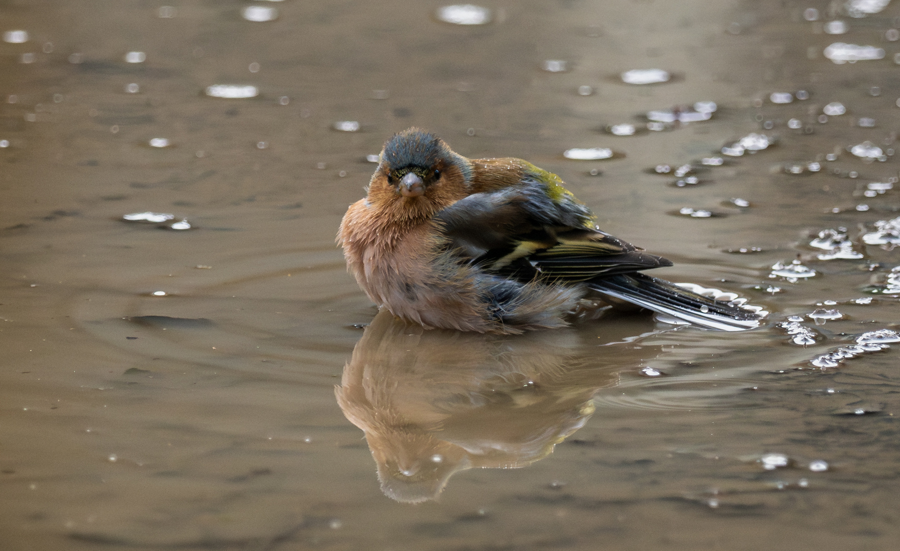 Buchfink beim morgendlichen Bad