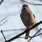 Buchfink beim Nestbau