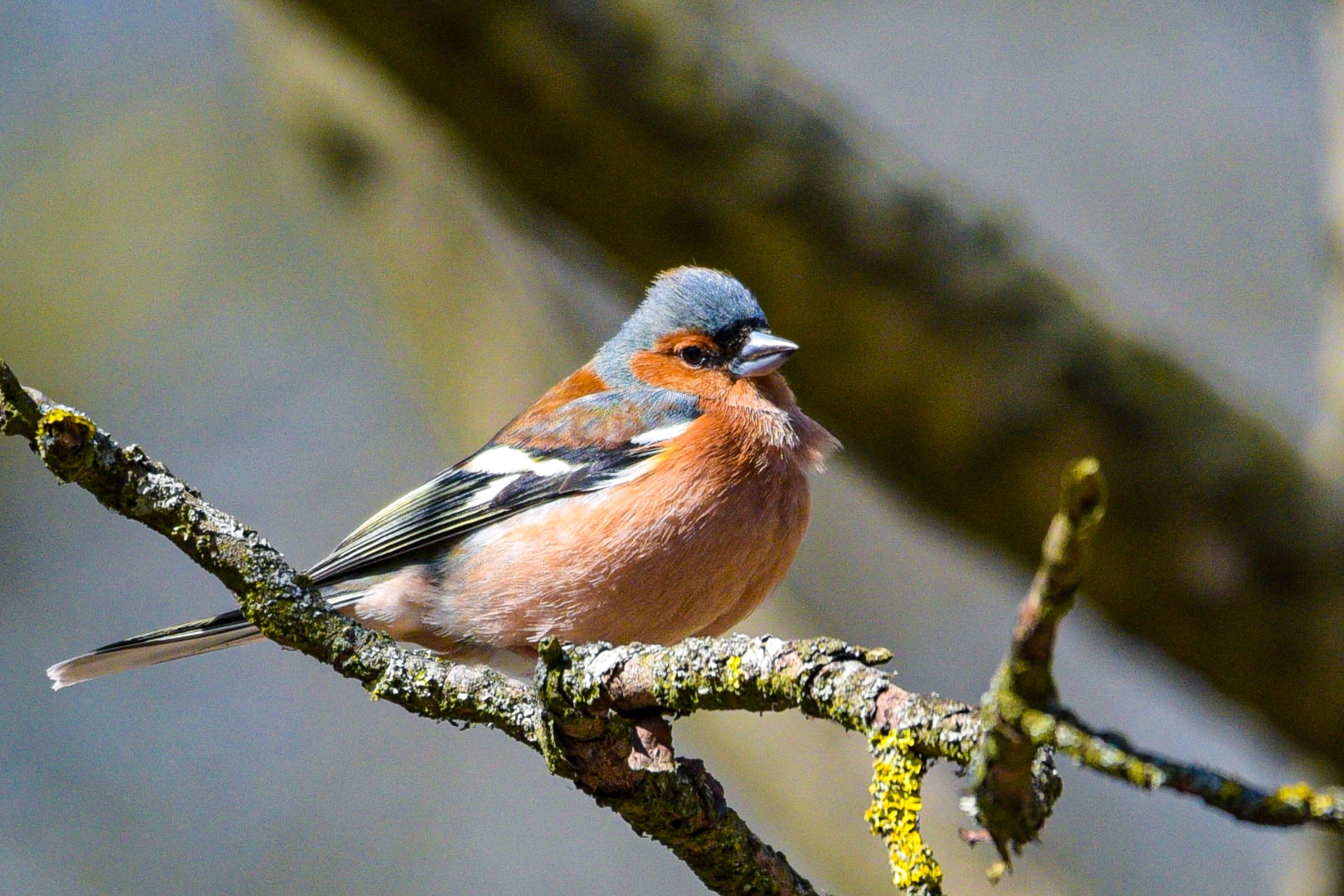 Buchfink beim Sonnenbad