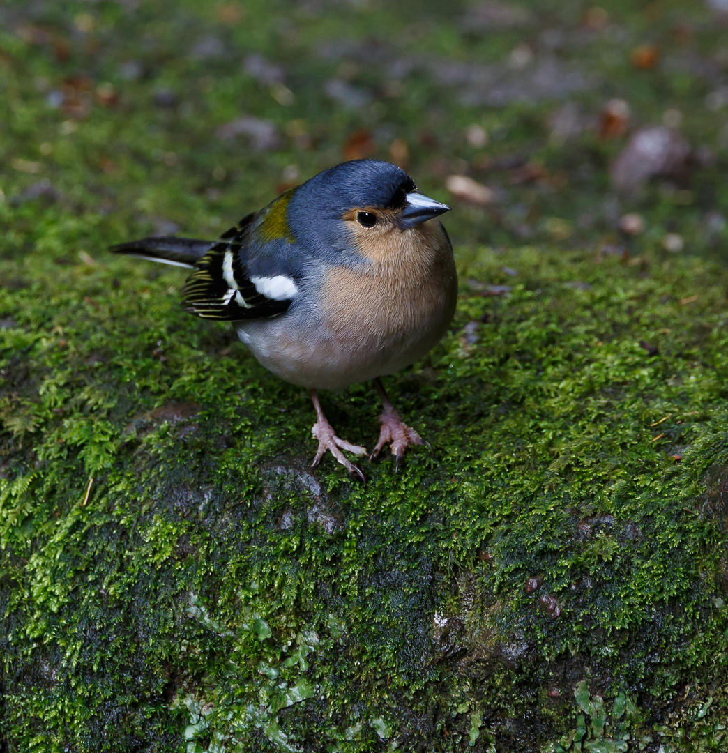 Buchfink