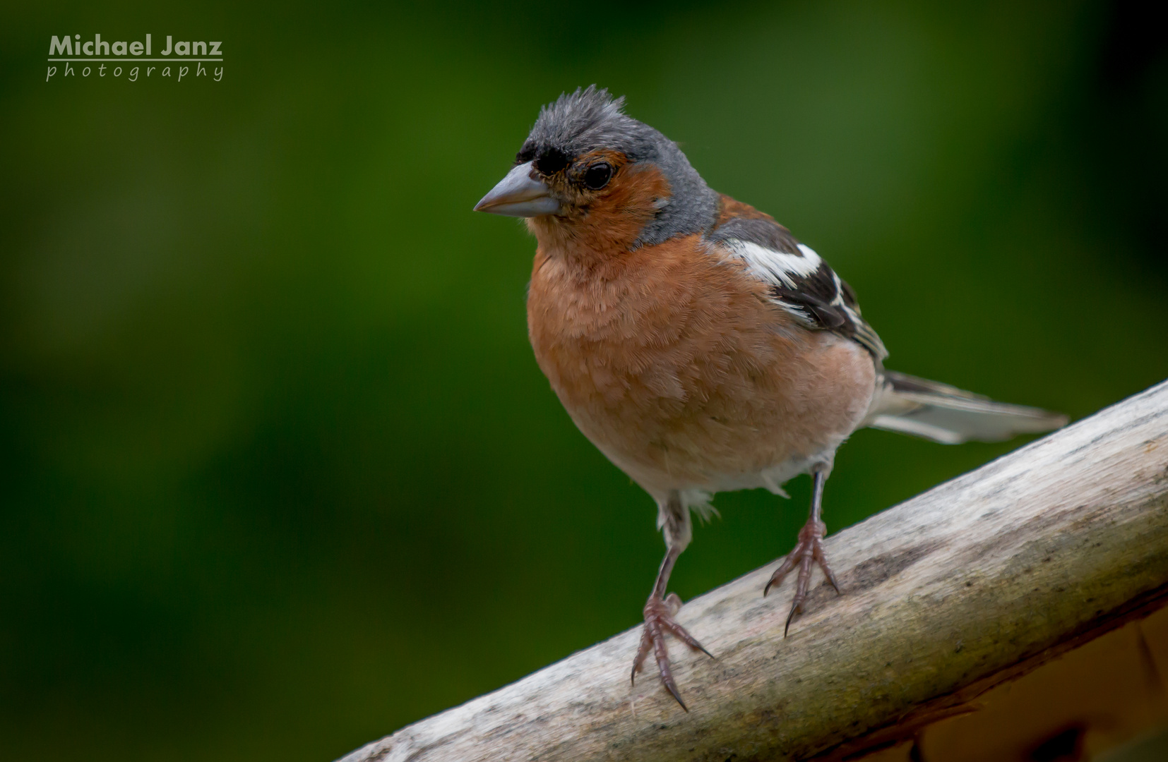 Buchfink - chaffinch....