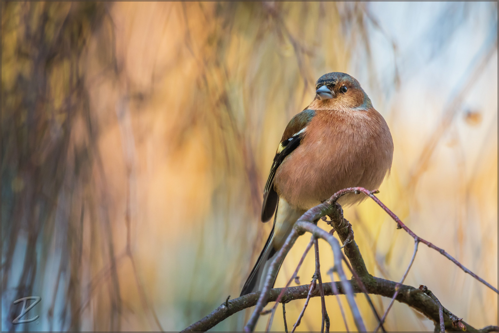 Buchfink (Common chaffinch)