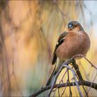 Buchfink (Common chaffinch)