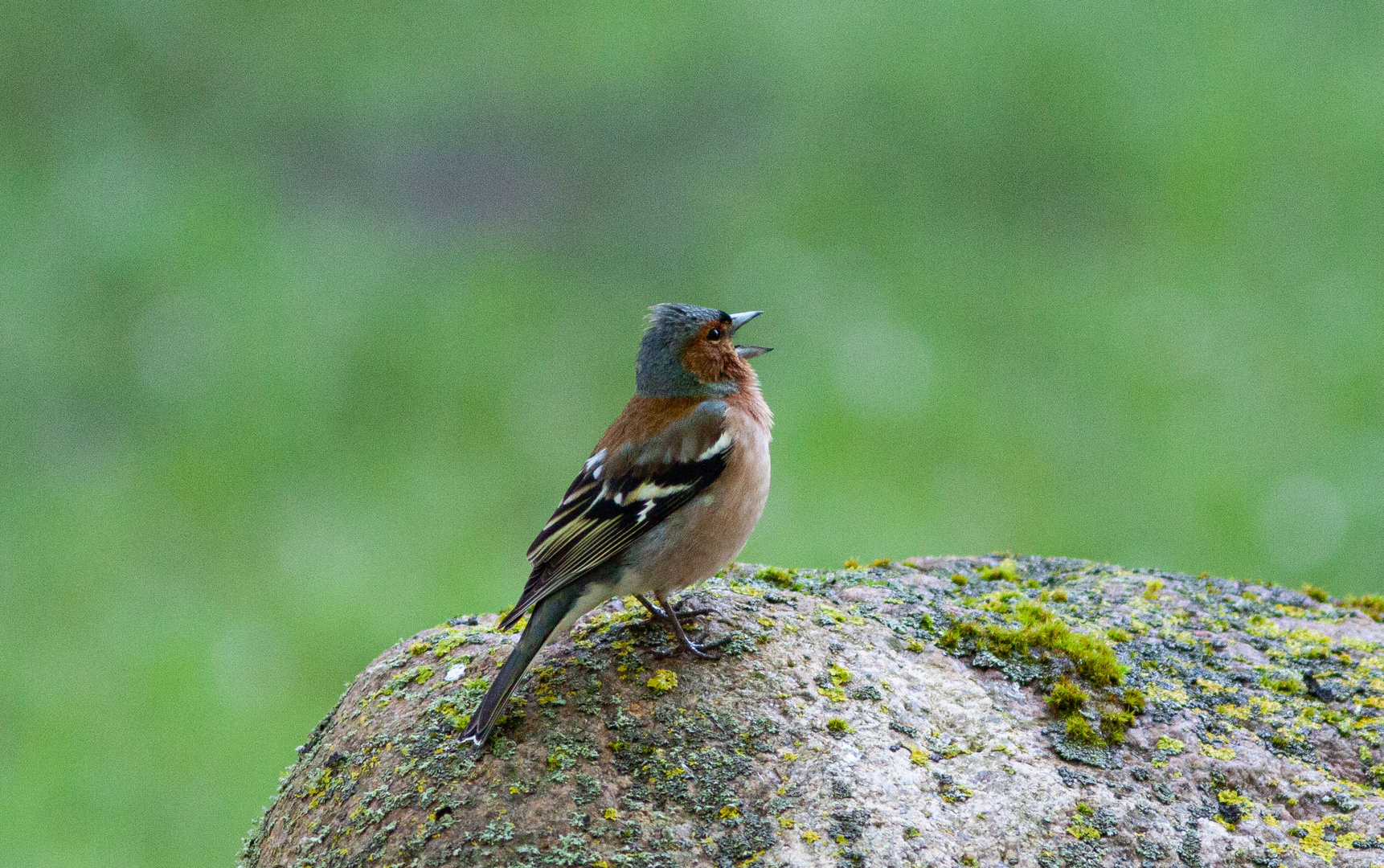 Buchfink Foto & Bild frühling, natur, mecklenburgvorpommern Bilder