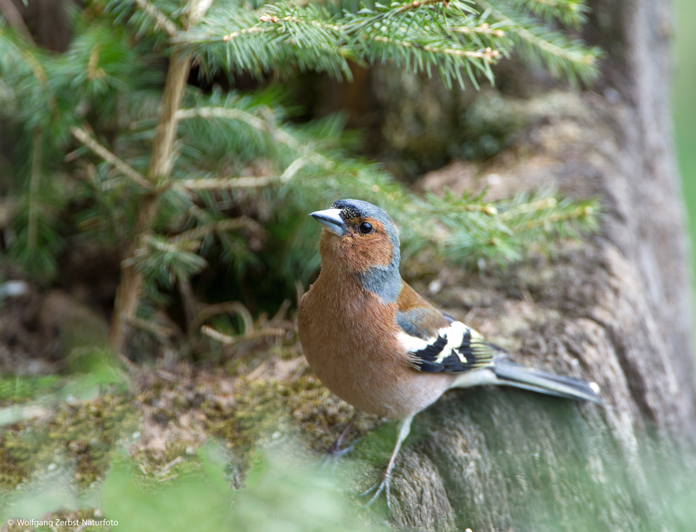 --- Buchfink ---    ( Feingilla coelebs )