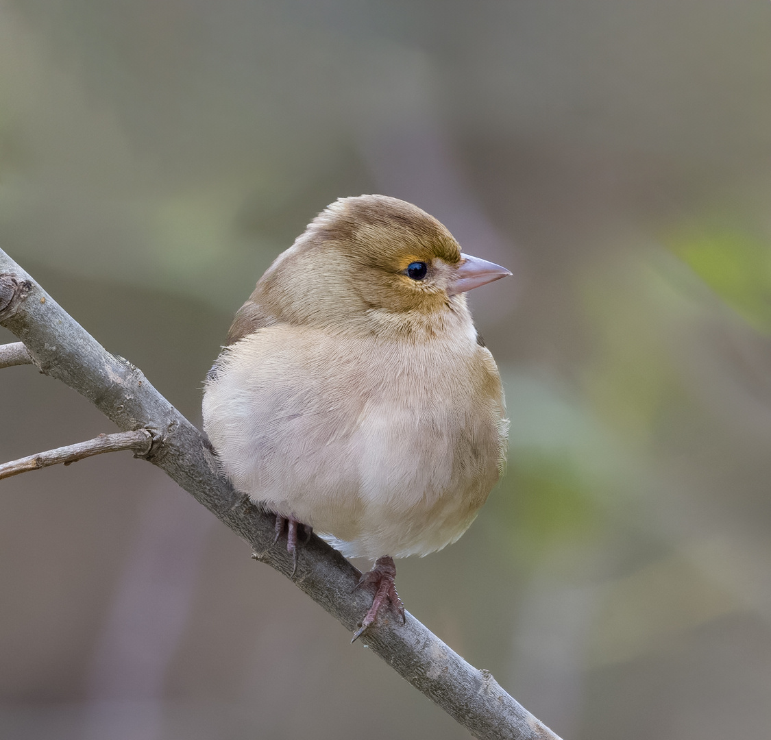 Buchfink (female)