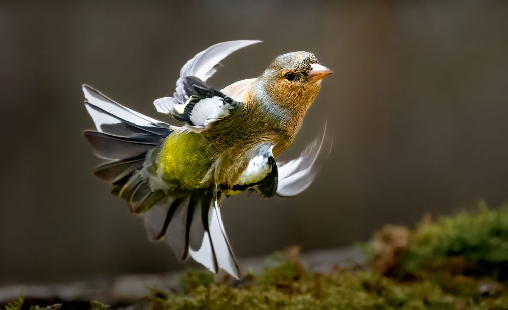 Buchfink - Flugbild