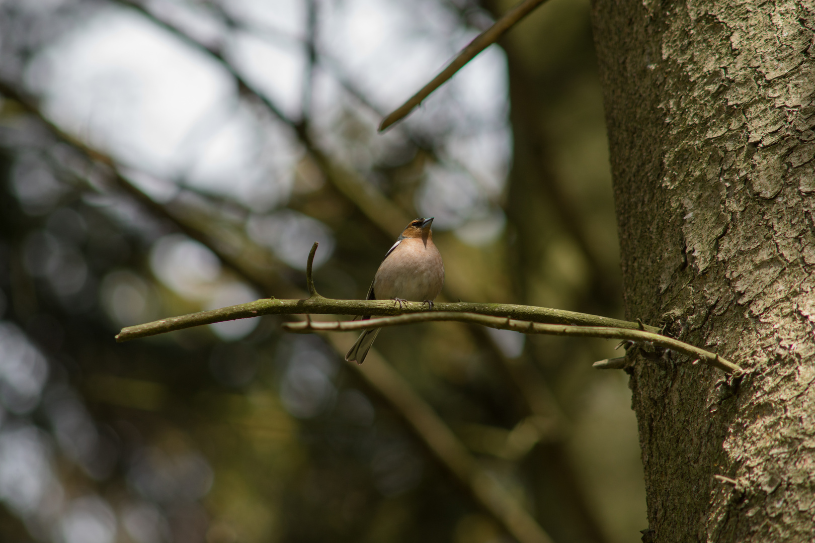 Buchfink frei im Wildpark Schwarze Berge