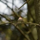 Buchfink frei im Wildpark Schwarze Berge