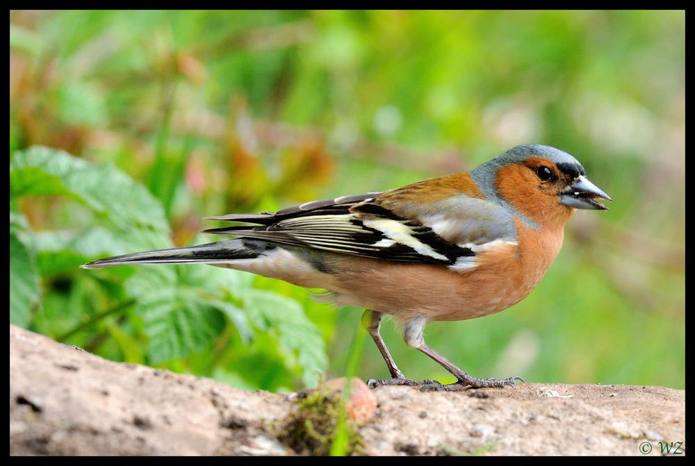 - Buchfink - ( Fringeilla coelebs )