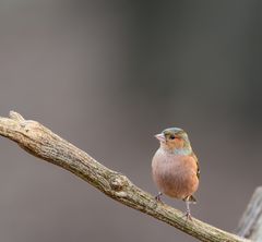 Buchfink - Fringilla coelebs