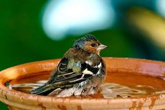 Buchfink (Fringilla coelebs)