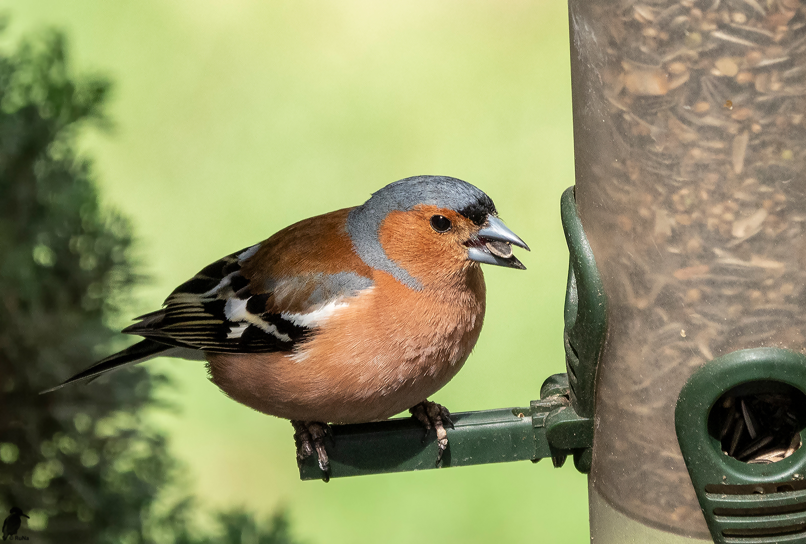 Buchfink - Fringilla coelebs