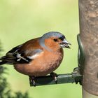 Buchfink - Fringilla coelebs