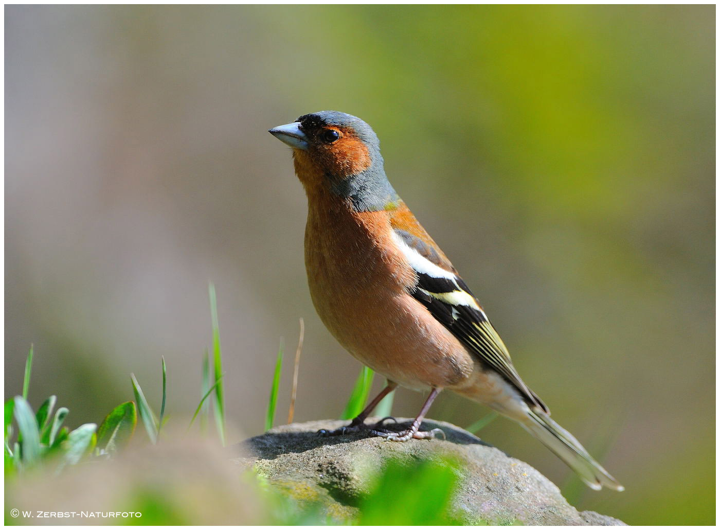 --- Buchfink --- ( Fringilla coelebs )